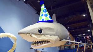 Large shark replica suspended above an open gallery space. The shark is wearing a blue and green polka dot birthday hat.