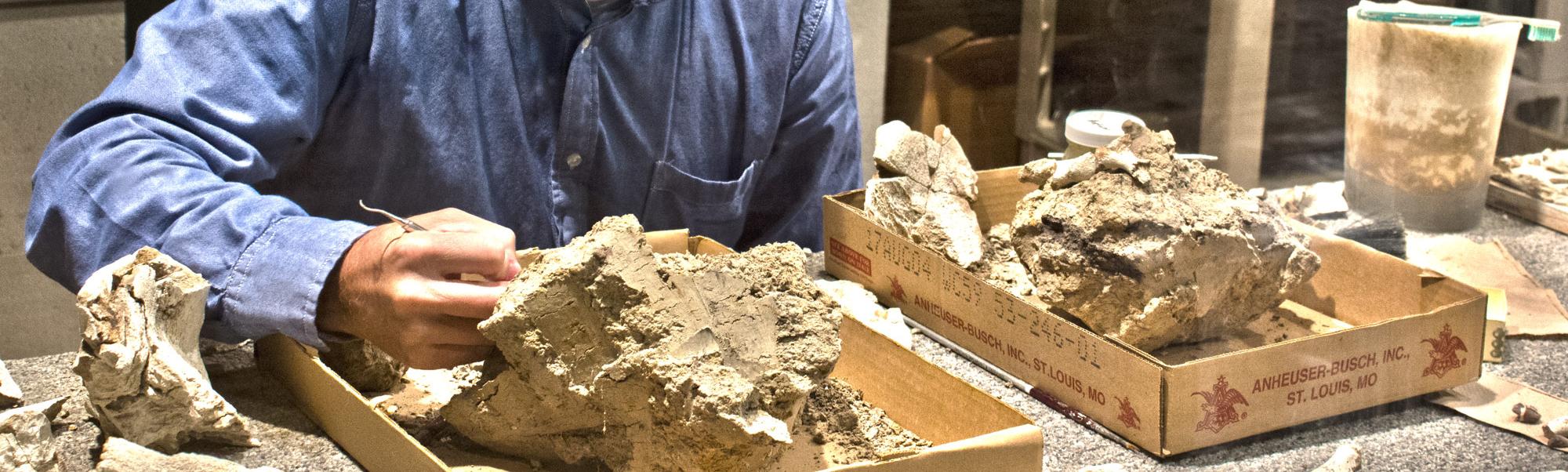 Bearded man in blue shirt hold small scraping instrument up against a rock containing a fossil specimen.