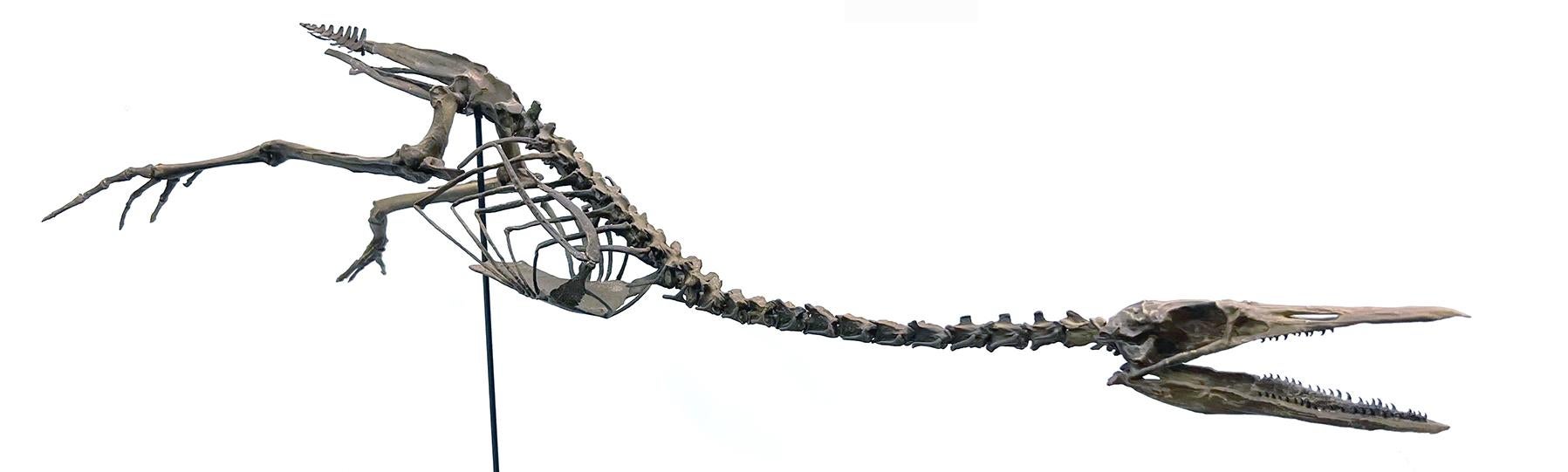 Full length skeleton of a prehistoric creature with a long, elongated body, two short legs and a thin, alligator like head.