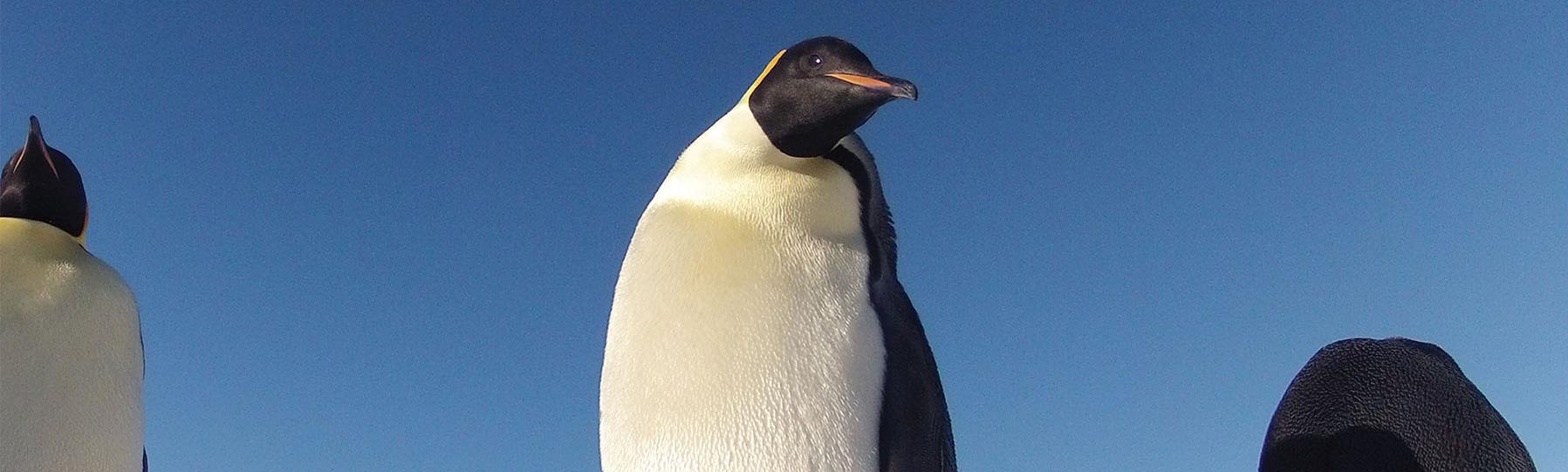 Large adult penguin stands against a blue sky with a fuzzy baby penguin in front of it.