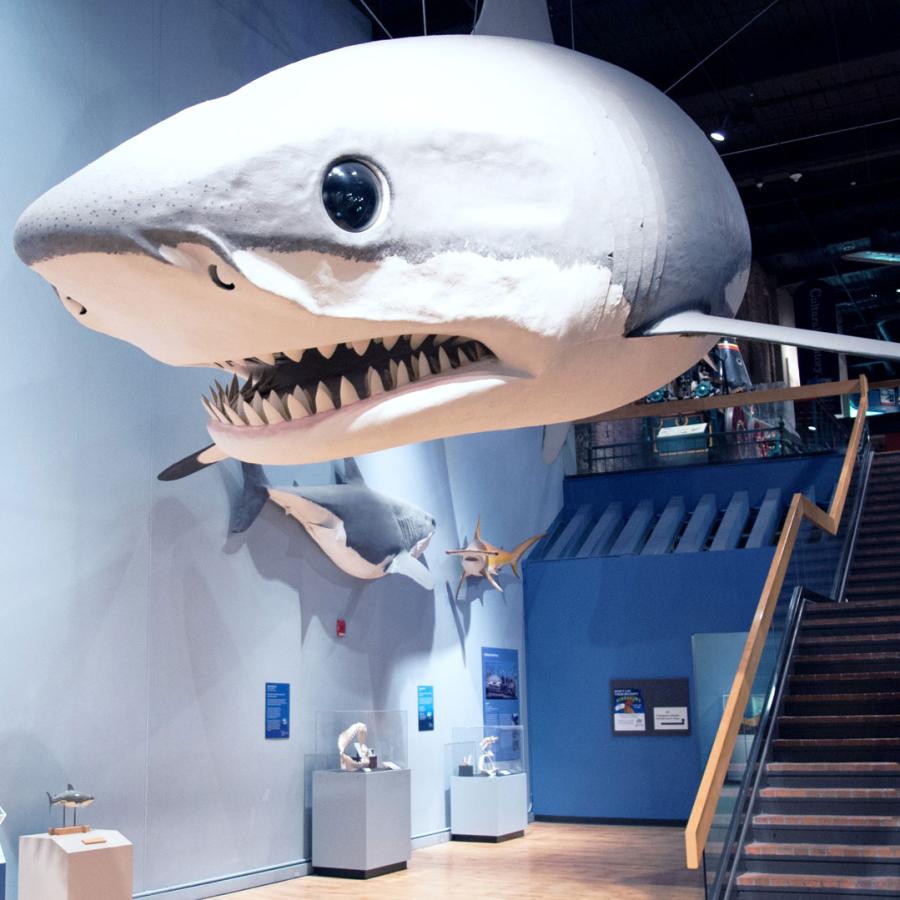 Gallery at the State Museum with giant shark jaws on display along with life-size Megalodon replica hanging from ceiling