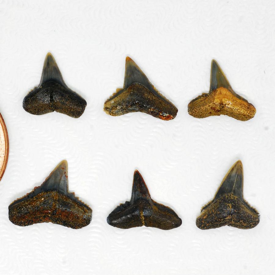 Fossil Carcharhinus tingae teeth