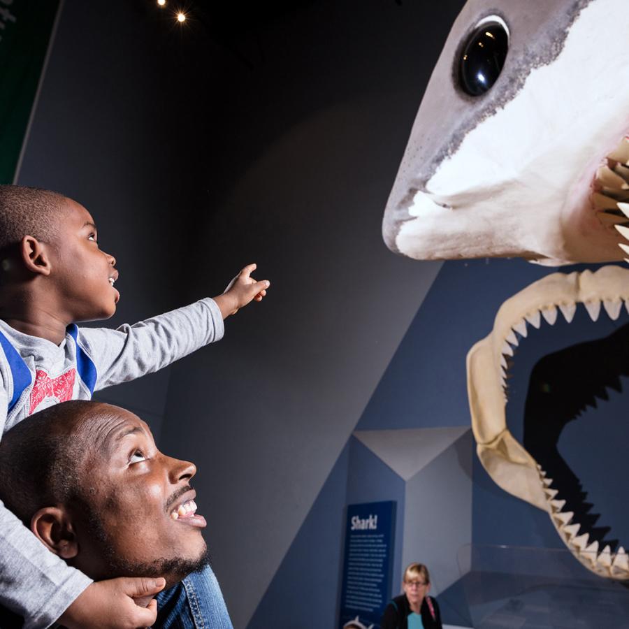 Small boy sits on his father's shoulders and points up at the Megalodon replica on display at the State Museum.