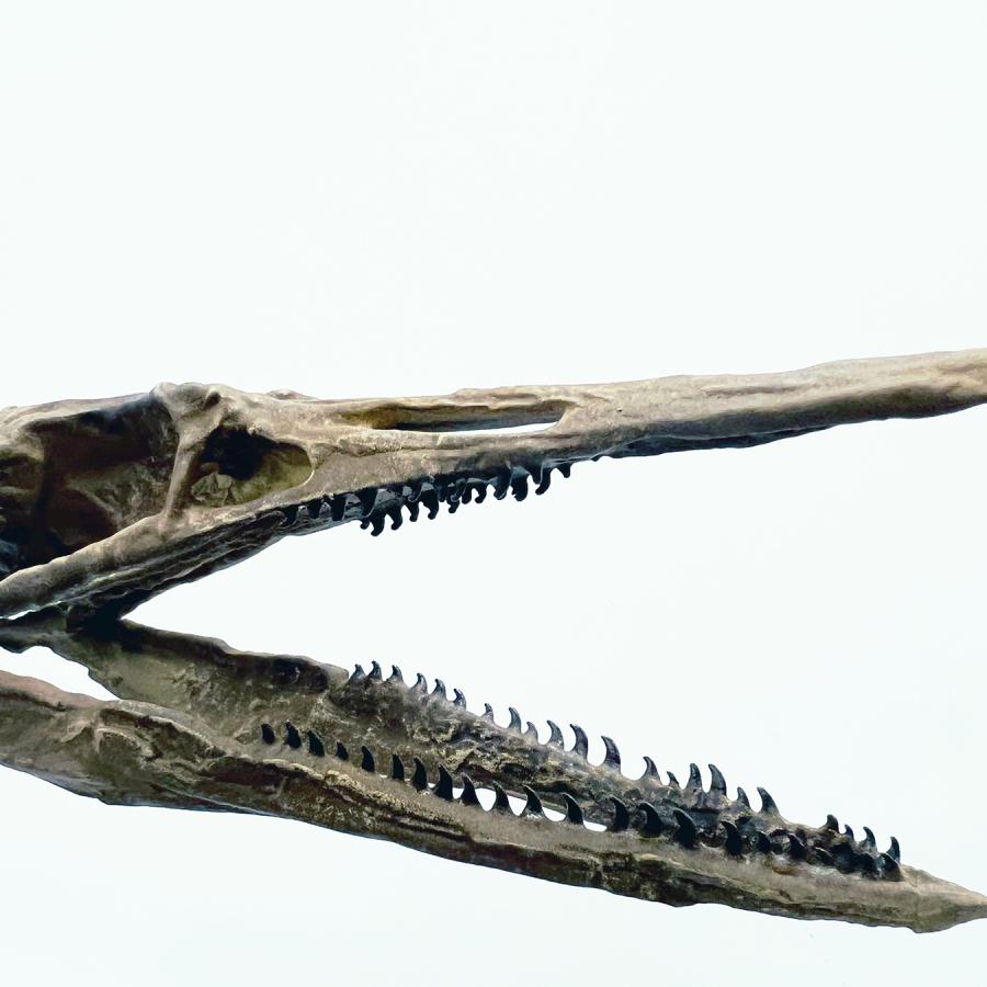 Fossil head of a Parahesperornis