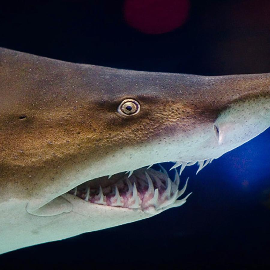 Close-up of a modern Sandtiger Shark mouth and teeth.