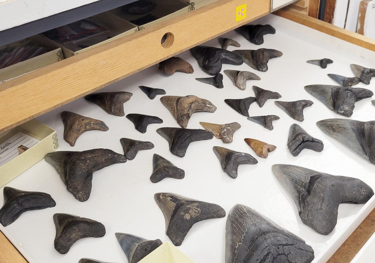 Pulled out drawer with rows of large, fossil shark teeth placed inside