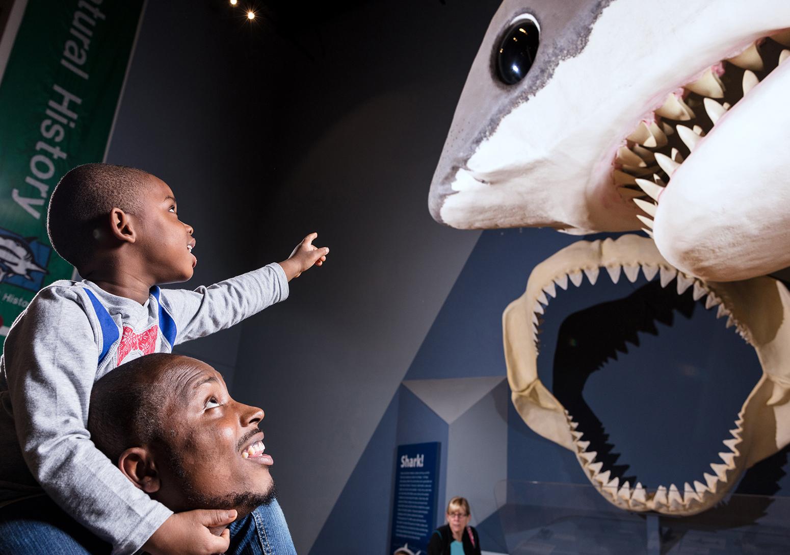 Small boy sits on his father's shoulders and points up at the Megalodon replica on display at the State Museum.